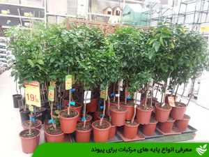 معرفی انواع پایه مرکبات برای پیوند