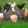 دلایل اهمیت پرورش و انتخاب نژاد تخم گذار مرغ بومی