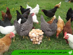دلایل اهمیت پرورش و انتخاب نژاد تخم گذار مرغ بومی