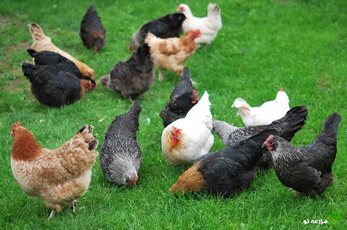 دلایل اهمیت پرورش و انتخاب نژاد تخم گذار مرغ بومی