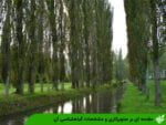 مقدمه ای بر صنوبرکاری و مشخصات گیاهشناسی آن