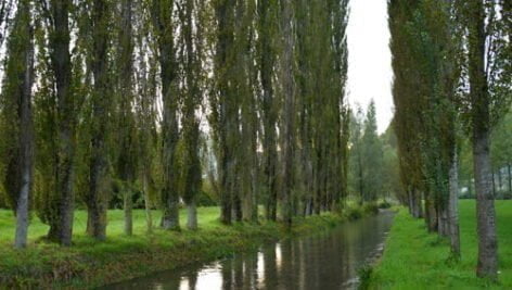 مقدمه ای بر صنوبرکاری و مشخصات گیاهشناسی آن