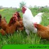 نکات مهم در پرورش مرغ بومی