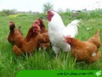 نکات مهم در پرورش مرغ بومی