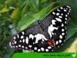 آشنایی با پروانه برگخوار مرکبات