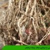 آشنایی با بیماری نماتد ریشه درختان