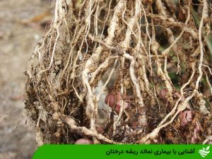 آشنایی با بیماری نماتد ریشه درختان