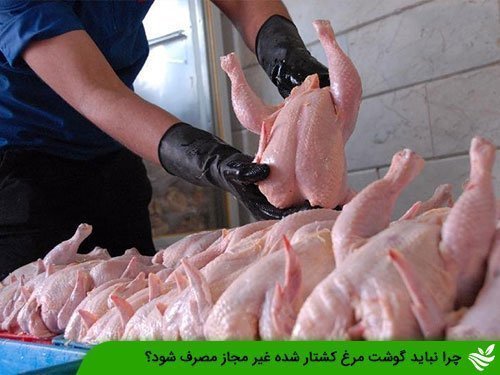 چرا نباید گوشت مرغ کشتار شده غیر مجاز مصرف شود؟
