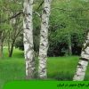 معرفی انواع صنوبر در ایران