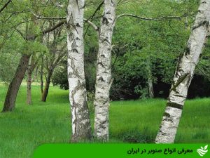 معرفی انواع صنوبر در ایران