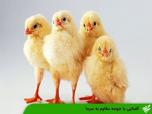 آشنایی با جوجه مقاوم به سرما