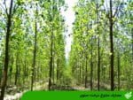مصارف متنوع درخت صنوبر