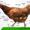 شناخت ساختمان بدن طیور