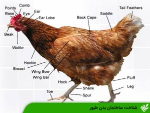 شناخت ساختمان بدن طیور