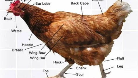 شناخت ساختمان بدن طیور