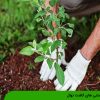 دانستنی های کاشت نهال