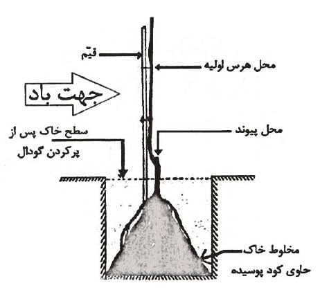 دانستنی های کاشت نهال