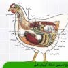 تشریح تصویری دستگاه گوارش طیور