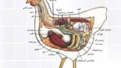 تشریح تصویری دستگاه گوارش طیور
