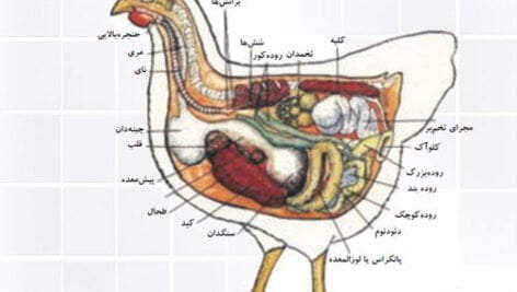 تشریح تصویری دستگاه گوارش طیور