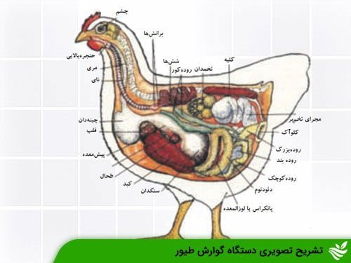 تشریح تصویری دستگاه گوارش طیور
