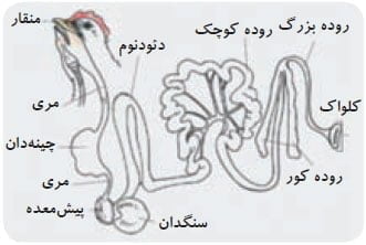 دستگاه گوارش طیور