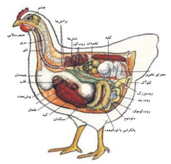 موقعیت چینه دان و سایر اندام هاى بدن مرغ