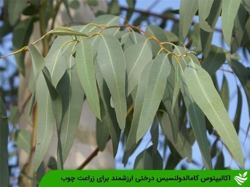 اکالیپتوس کامالدولنسیس درختی ارزشمند برای زراعت چوب