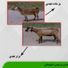 بز نجدی بز بومی خوزستان