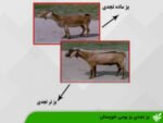 بز نجدی بز بومی خوزستان