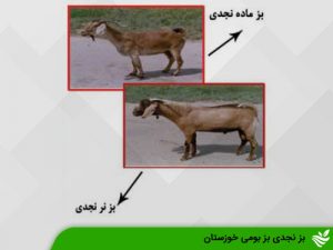 بز نجدی بز بومی خوزستان