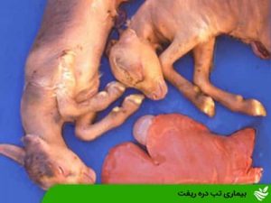 بیماری تب دره ریفت