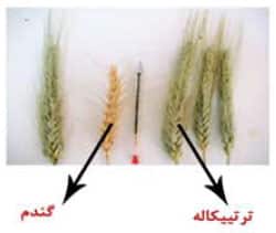 مقایسه سنبله تریتیکاله با گندم