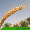تریتیکاله گیاه علوفه ای دو منظوره