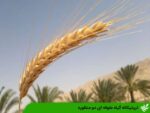 تریتیکاله گیاه علوفه ای دو منظوره