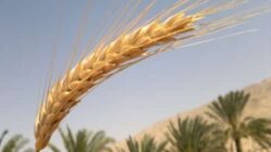 تریتیکاله گیاه علوفه ای دو منظوره