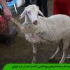توصیه ها و هشدارهای بهداشتی کشتار دام در عید قربان
