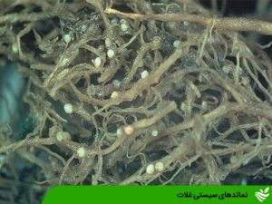 نماتدهای سیستی غلات