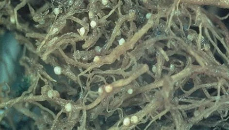 نماتدهای سیستی غلات