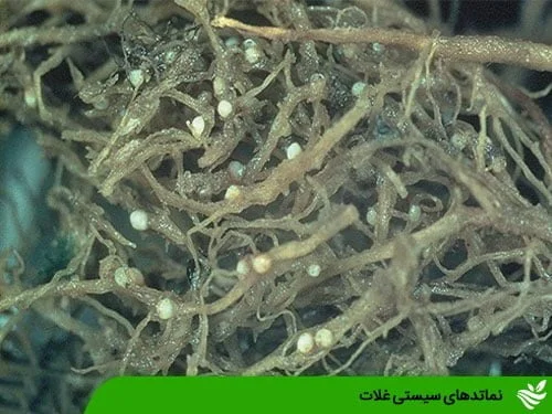 نماتدهای سیستی غلات