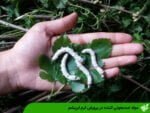 مواد ضدعفونی کننده در پرورش کرم ابریشم