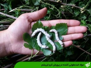 مواد ضدعفونی کننده در پرورش کرم ابریشم