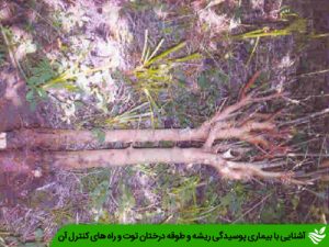 آشنایی با بیماری پوسیدگی ریشه و طوقه درختان توت و راه های کنترل آن