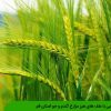 آشنایی با علف های هرز مزارع گندم و جو استان قم