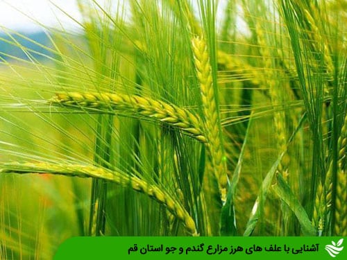 آشنایی با علف های هرز مزارع گندم و جو استان قم