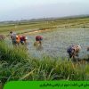 راهنمای فنی کشت دوم در اراضی شالیزاری