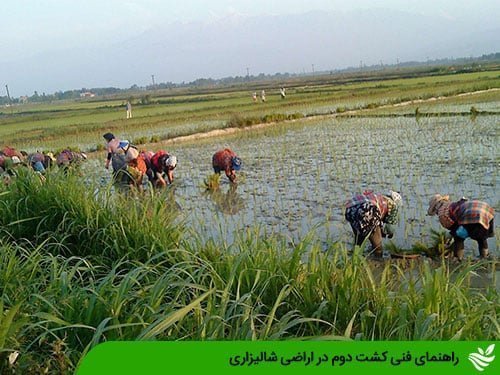 راهنمای فنی کشت دوم در اراضی شالیزاری