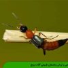 آشنایی با برخی دشمنان طبیعی آفات برنج