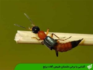آشنایی با برخی دشمنان طبیعی آفات برنج