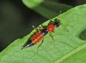 سوسک های Staphylinidae